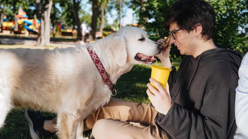 Do Dog Water Fountains Work? What the Research Shows (2026)