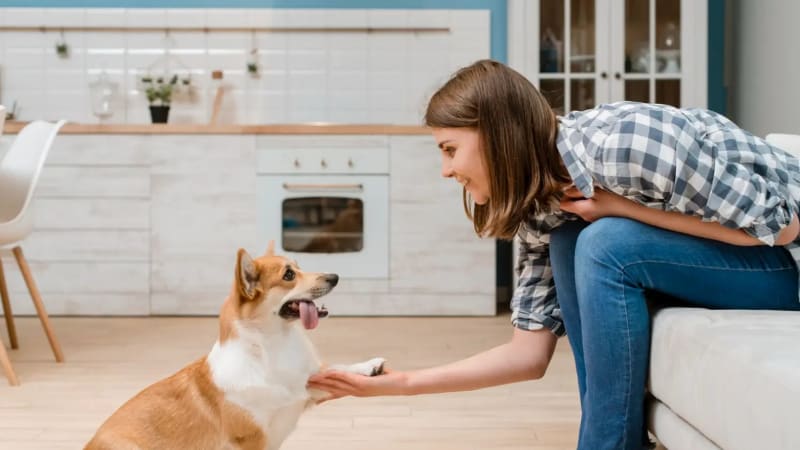 How to Train a Puppy at Home: A Complete Step-by-Step Guide for New Owners (2026)