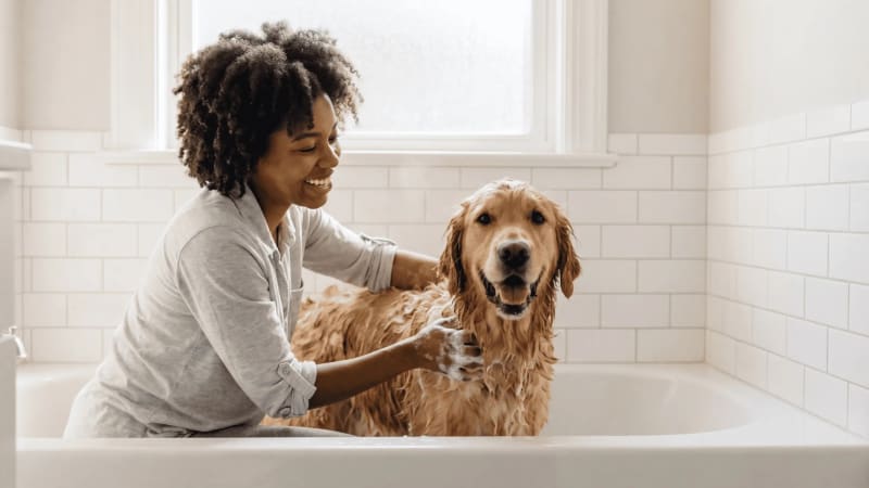 How Often Should You Bathe Your Dog? The Real Answer