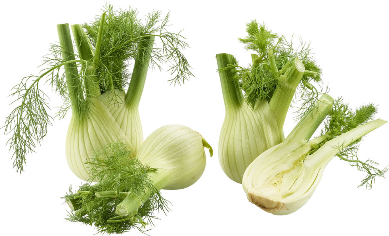 Fenchel