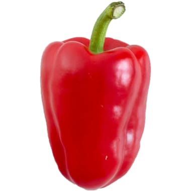 Paprika rot