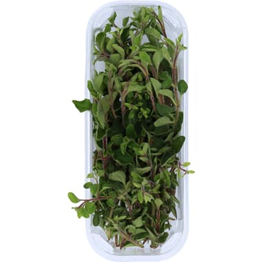 Oregano Tasse