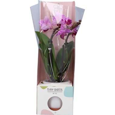 Orchidee Mini Keramik