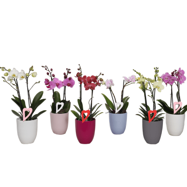 RegioBlum GMBH Orchidee 2 Trieber in Keramik