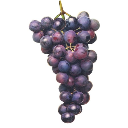 Trauben blau kernlos