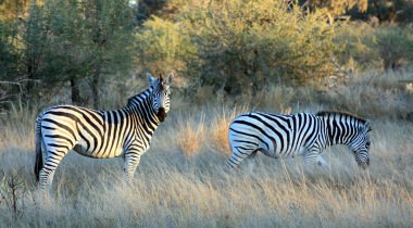 Zuidelijk Afrika Kampeerreis