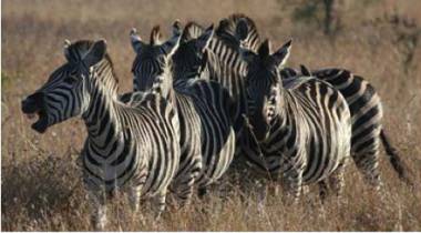 Bush Tour Zuid-Afrika Bush Tour Zuid-Afrika