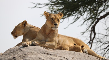 Ontdek het prachtige Tanzania - safari en strand