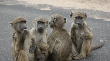 Zuid-Afrika Hoogtepunten - basis niveau
