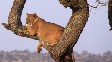 8 dagen Kampeersafari Tanzania Budget 8 dagen Kampeersafari Tanzania Budget