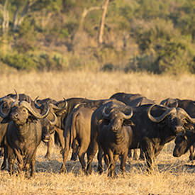Mozambique safari's