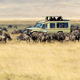 Tanzania safari's