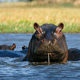 Zambia safari's