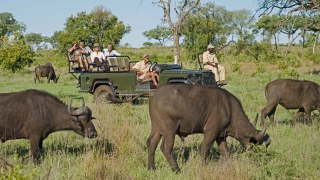 Waar op te letten bij safari's vergelijken