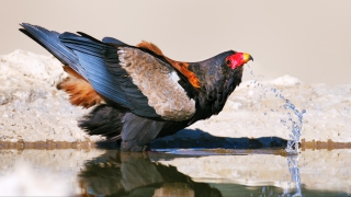 Safari fotografie tips