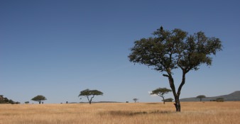 Safari Foto's Tanzania