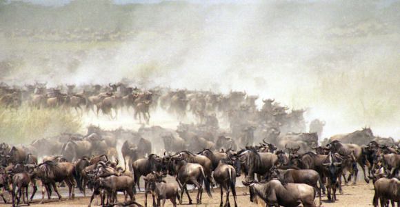 De grote 'migratie' door de Serengeti en Masai Mara De grote 'migratie' door de Serengeti en Masai Mara