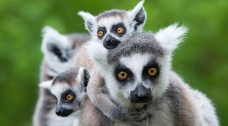 22 daagse groesreis Madagascar 22 daagse groesreis Madagascar