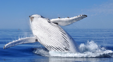 21 daagse walvis groepsreis Madagascar 21 daagse walvis groepsreis Madagascar