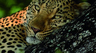 16-daagse rondreis 'Skitterend' Zuid-Afrika 16-daagse rondreis 'Skitterend' Zuid-Afrika