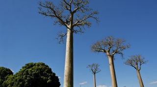 Rondreis Madagaskar Rondreis Madagaskar
