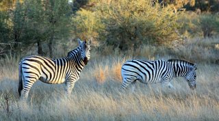 Zuidelijk Afrika Kampeerreis