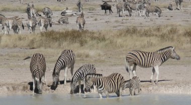 16-daagse rondreis Namibië