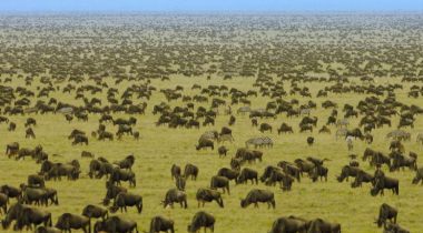 Tanzania - 7 daagse privé safari rondreis Tanzania - 7 daagse privé safari rondreis