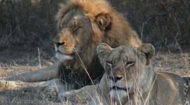 3 Weken Zuid-Afrika 3 Weken Zuid-Afrika