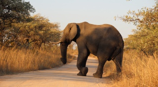 Zuid-Afrika: Rondreis Krugerpark, Zulu en Drakensbergen