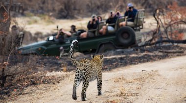 Zuid-Afrika: Safari Sabi Sands Wildreservaat Zuid-Afrika: Safari Sabi Sands Wildreservaat