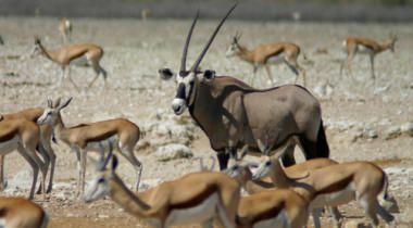 Namibië: Op safari in Etosha Namibië: Op safari in Etosha
