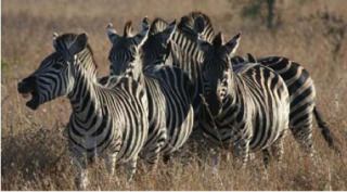 Bush Tour Zuid-Afrika Bush Tour Zuid-Afrika