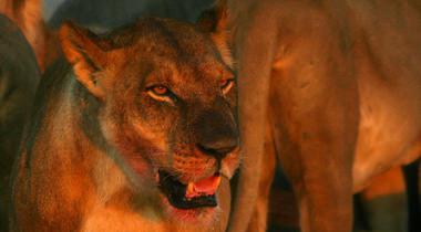 Betaalbare prive kampeersafari Botswana Betaalbare prive kampeersafari Botswana