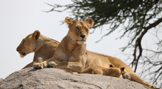 Ontdek het prachtige Tanzania - safari en strand