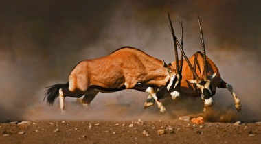 Kalahari-Noordkaap Ontdekkingsreis Kalahari-Noordkaap Ontdekkingsreis