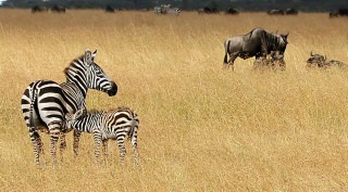 Fotoreis Tanzania kalfseizoen Fotoreis Tanzania kalfseizoen