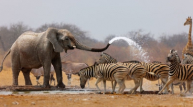 6 daagse safari, heerlijk door tanzania reizen 6 daagse safari, heerlijk door tanzania reizen