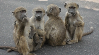 Zuid-Afrika Hoogtepunten - basis niveau