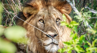 Safari's in Krugerpark, Swaziland en ontspannen aan de kust Safari's in Krugerpark, Swaziland en ontspannen aan de kust