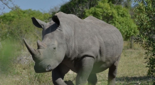 Safari en Strand reis