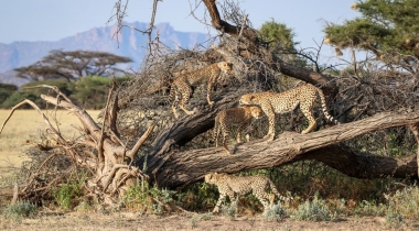 Wildrijk Kenia, Tanzania & Zanzibar