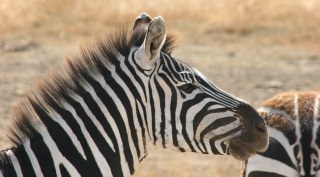 15-daagse rondreis Wild Zuid-Afrika