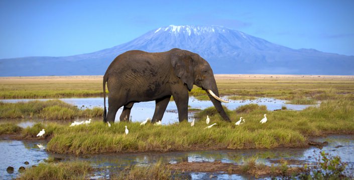 Amboseli is bekend voor olifanten en uitzichten op de Kilimanjaro