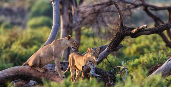 Samburu National Reserve