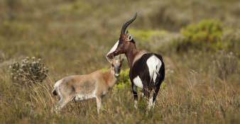 Bontebok National Park
