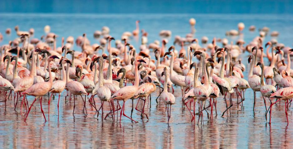 Lake Nakuru National Park Lake Nakuru National Park
