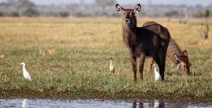 Chobe National Park Chobe National Park