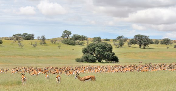 Kgalagadi Transfrontier Park Kgalagadi Transfrontier Park