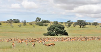Kgalagadi Transfrontier Park